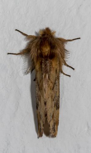 Réf. 242 883 : Ptilophora plumigera